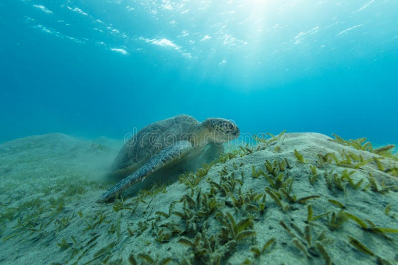 Морская водоросль черепахи Hawksbill питаясь, Marsa Alam, Египет стоковые изображения rf